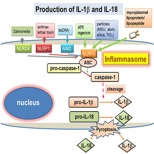 Production of IL-1β and IL-18