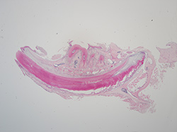 Image of a mandibular incisor of a non-periostin mouse