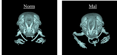 Diagram 2: Craniomaxillofacial section 3DCT image of BALB/c-bm/bm normal occlusion (left) and malocclusion (right)