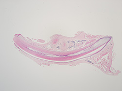 Image of wild-type mouse mandibular incisor