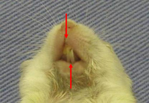 Diagram 1: BALB/c-bm/bm incisor horizontal malocclusion