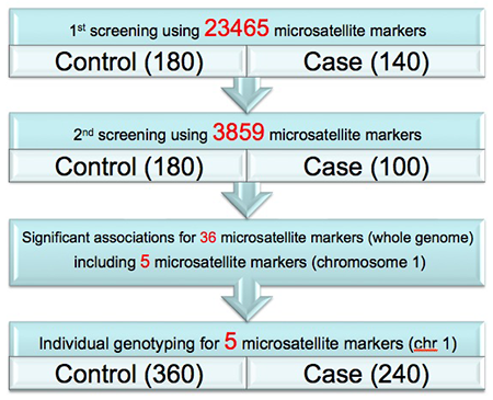 Diagram 5:Narrowing down the candidate region (screening) with pooled DNA Method from markers in whole genome